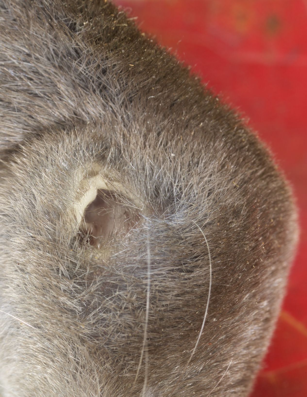 Shrew